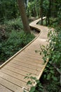 The yellow wood road in Pishiobury Park, Sawbridgeworth Hertfordshire, England