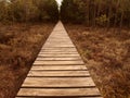 Wooden path stretching through swampland