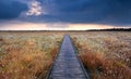Wooden path on swamp with cotton-grass Royalty Free Stock Photo
