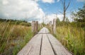 Wooden path on swamp in sunny day Royalty Free Stock Photo