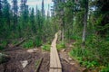 Wooden path in the taiga in the Ergaki natural park