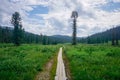 Wooden path in the taiga in the Ergaki natural park