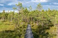 Cognitive trail, long winding path over the bog in the forest, swamp, marsh, tiny lakes Royalty Free Stock Photo