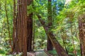 Wooden path trail through a redwood  forest at a Redwoods forest at Muir Woods National Monument, Mill Valley, California Royalty Free Stock Photo