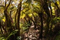 Wooden path among tropical fern in Santa Catarina, Brazil