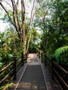 Wooden path in tropical forest Royalty Free Stock Photo