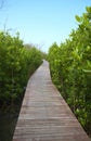 Wooden path in tropical park