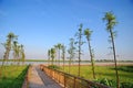 Wooden path in wetlands Royalty Free Stock Photo