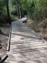 A wooden path in the woods