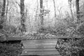 Wooden paths intersect in the forest