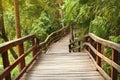 Wooden pathway bridge in tropical forest