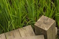 Wooden pathway, footpath bridge over a lily pad filled water pond Royalty Free Stock Photo