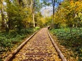Wooden pathway in the forest covered with autumn leaves Royalty Free Stock Photo