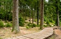 Wooden pathway in forest