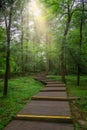 Wooden pathway through forest woods Royalty Free Stock Photo