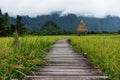 Wooden pathway in green rice field at countryside in Laos