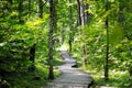 Wooden pathway leading to a sunny park