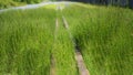 Wooden pathway in the middle of a tall grassy field