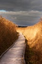 Wooden pathway in reeds Royalty Free Stock Photo