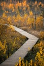 Wooden pathway through the swamp forest, autumn colors Dubrava marsh reserve Lithuania, aerial view