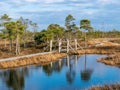 Wooden pathway through swamp wetlands with small pine trees, marsh plants and ponds