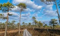 Wooden pathway through swamp wetlands with small pine trees, marsh plants and ponds