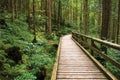 Wooden pathway through pine forest