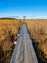 A wooden pathway to the bird watching tower on the lake (swamp) on a sunny autumn day among reeds. Clear blue Royalty Free Stock Photo