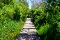 Wooden pathway in wood planks in forest walkway in green park la test de buch france