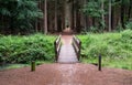 Wooden pathway in the woods of Fochterloo Royalty Free Stock Photo