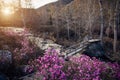 Wooden pedestrian bridge over stormy mountain stream. Spring morning in the mountains. Gray stones, flowering rhododendron bushes Royalty Free Stock Photo