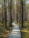 wooden pedestrian footpath in the bog, bare trees in spring Royalty Free Stock Photo