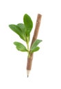 Wooden pencil with leavis. Royalty Free Stock Photo