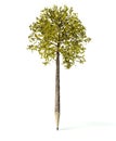 Wooden pencil with tree, isolated white