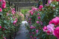 Wooden pergola overgrown with beautiful pink roses. Wooden garden support structure. Trellis. Rose garden. Chorzow, Silesian Park Royalty Free Stock Photo