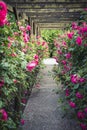 Wooden pergola overgrown with beautiful pink roses. Wooden garden support structure. Trellis. Rose garden. Chorzow, Silesian Park Royalty Free Stock Photo