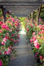 Wooden pergola overgrown with beautiful pink roses. Wooden garden support structure. Trellis. Rose garden. Chorzow, Silesian Park Royalty Free Stock Photo