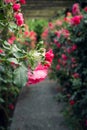 Wooden pergola overgrown with beautiful pink roses. Wooden garden support structure. Trellis. Rose garden. Chorzow, Silesian Park Royalty Free Stock Photo