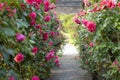 Wooden pergola overgrown with beautiful pink roses. Wooden garden support structure. Trellis. Rose garden. Chorzow, Silesian Park Royalty Free Stock Photo