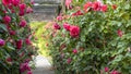 Wooden pergola overgrown with beautiful pink roses. Wooden garden support structure. Trellis. Rose garden. Chorzow, Silesian Park Royalty Free Stock Photo