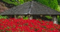 Wooden pergola in park with red salvia flowers around on a sunny day. Wooden gazebo in a garden with flowers Royalty Free Stock Photo