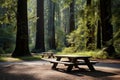 A wooden picnic table in a redwood forest Royalty Free Stock Photo