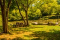 Wooden picnic table under shade tree Royalty Free Stock Photo