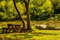 Wooden picnic table under shade tree
