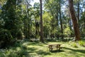 Wooden picnic table under tall trees in Australian forest. Royalty Free Stock Photo