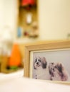 Wooden picture frame of two shih tzu dogs, focused on the face of the left dog