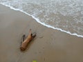 Wooden piece in beach brown colour nature photography