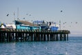 Wooden pier in Capitola Wharf under attack of shearwater birds, Monterey Bay