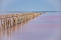 wooden piers in salt lake, wooden remains in pink lake Royalty Free Stock Photo