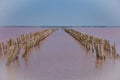 wooden piers in salt lake, wooden remains in pink lake Royalty Free Stock Photo